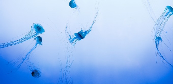 jellyfish_sea