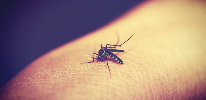 zanzara_epidemia